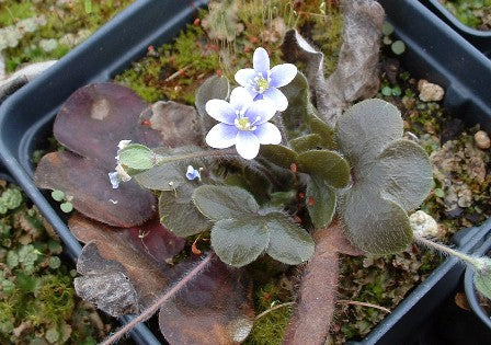 Hepatica nobilis obtuse - Round-lobed Hepatica - Wildflower