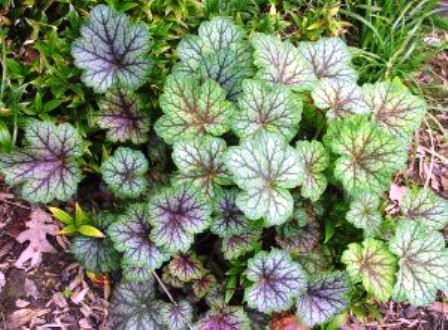 Heuchera americana - American Alumroot - Wildflower