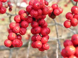 Ilex verticillata - Winterberry - Shrub