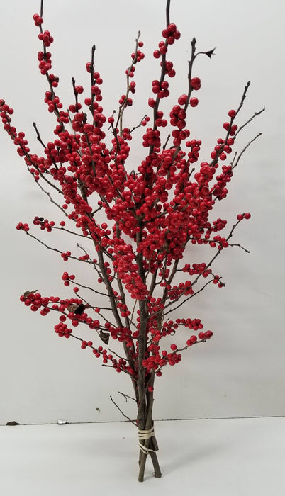 Ilex Winterberry Holly - 18-24 - Bundle of 5 Stems - 18-24 -