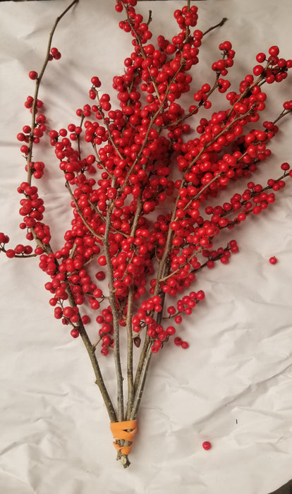 Ilex Winterberry Holly - 8-12 - Bundle of 5 Stems - 8-12 -