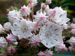 Kalmia latifolia - Mountain Laurel - Shrub