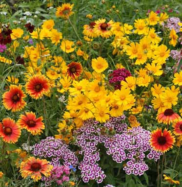 Knee-Hi Mix - Seed Mixes