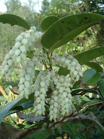 Leucothoe fontanesiana - Drooping Leucothoe - Shrub