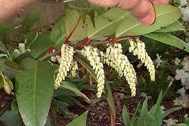 Leucothoe fontanesiana - Drooping Leucothoe - Shrub