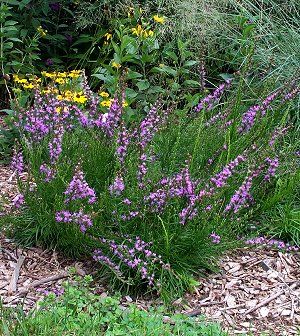 Liatris microcephala - Dwarf Blazing Star - Wildflower