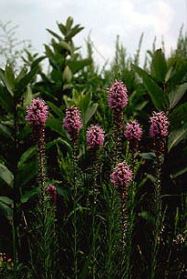 Liatris pycnostachya - Cattail gayfeather - Wildflower