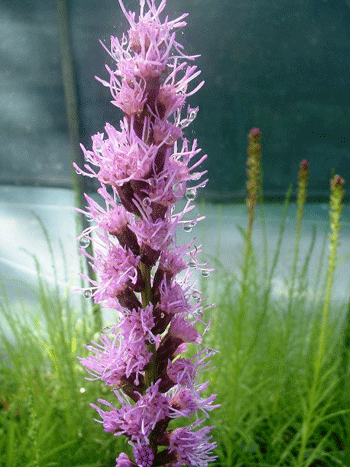 Liatris pycnostachya - Cattail gayfeather - Wildflower