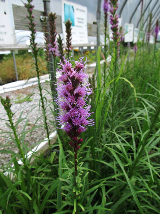 Liatris spicata - Spike Gayfeather - Wildflower