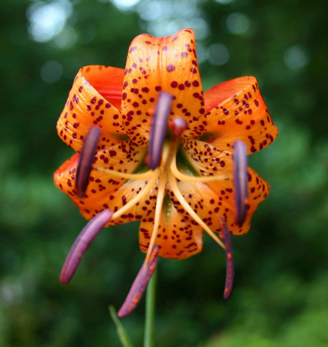 Lilium Superbum - Turk’s Cap Lily - Wildflower