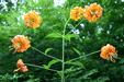 Lilium Superbum - Turk’s Cap Lily - Wildflower
