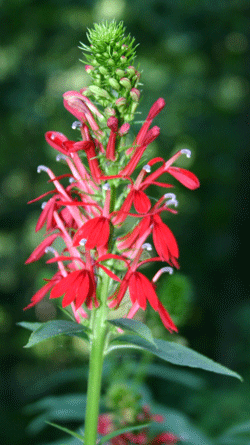 Lobelia cardinalis - Cardinal Flower - Wildflower