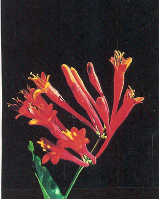 Lonicera sempervirens - Trumpet or Coral Honeysuckle -