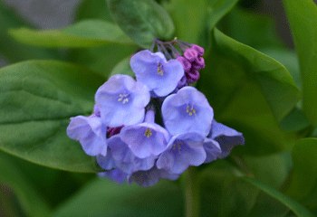 Mertensia virginica - Virginia Blue Bells - Fern