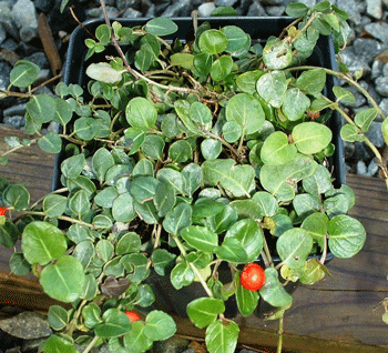 Mitchella repens - Partridge Berry - Wildflower