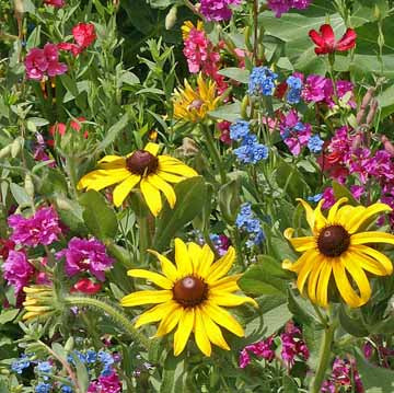 Moist Seed Mix - Seed Mixes