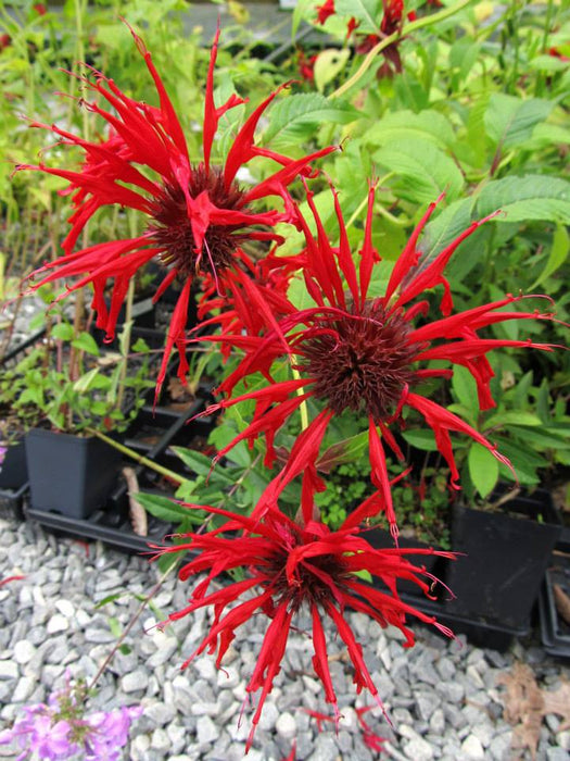 Monarda didyma - Bee Balm Oswego Tea Horsemint - Wildflower