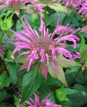 Monarda fistulosa - Wild Bergamot - Wildflower