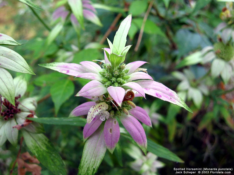 Monarda punctata - Spotted Bee Balm - Wildflower