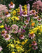 Native Monarch Seed Mix - Seed Mixes