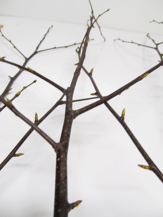 Natural Birch Branches - Per Branch - Greenery