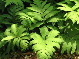 Onoclea sensibilis - Sensitive Fern - Fern