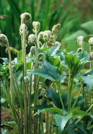 Osmunda cinnamomea - Cinnamon Fern - Fern