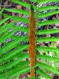 Osmunda cinnamomea - Cinnamon Fern - Fern