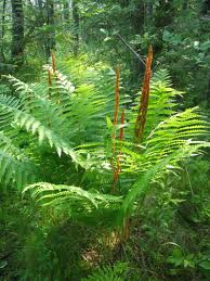 Osmunda cinnamomea - Cinnamon Fern - Fern