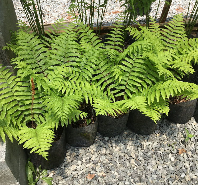 Osmunda cinnamomea - Cinnamon Fern - Fern