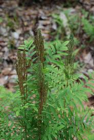 Osmunda regalis - Royal Fern Locust Leaf Fern - Fern