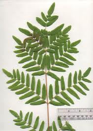 Osmunda regalis - Royal Fern Locust Leaf Fern - Fern