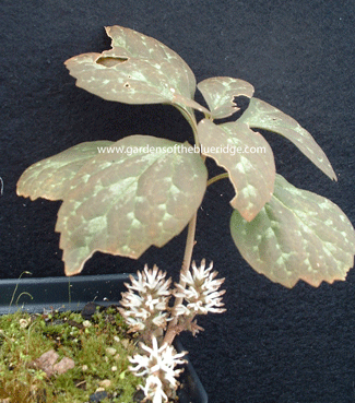 Pachysandra procumbens - Allegheny Spurge - Wildflower