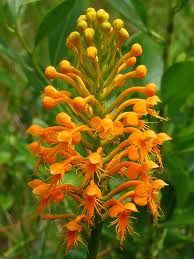 Platanthera ciliaris (Habenaria ciliaris) - Yellow Fringed