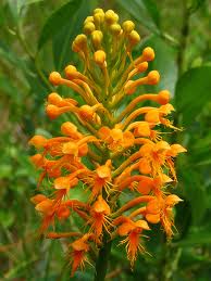 Platanthera ciliaris (Habenaria ciliaris) - Yellow Fringed 