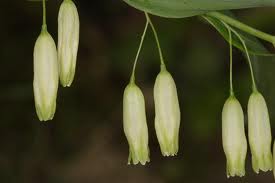 Polygonatum biflorum - Small Solomon’s Seal - Wildflower