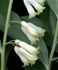 Polygonatum commutatum - Great Solomon’s Seal - Wildflower