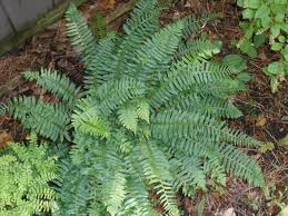 Polystichium acrostichoides - Christmas Fern - Fern