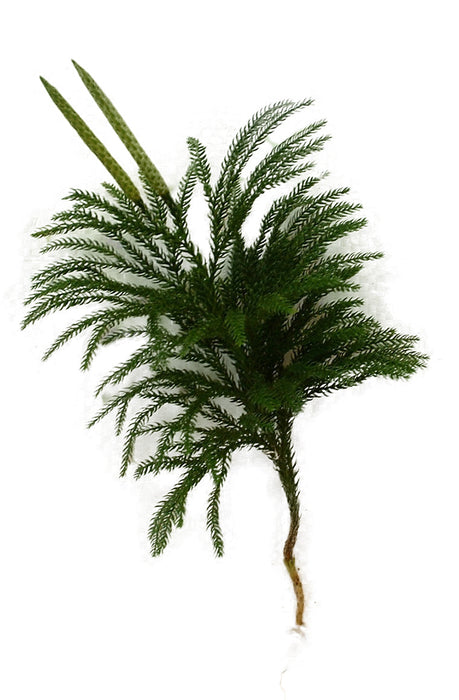 Princess Pine Stems - Bundle of 10 - Greenery