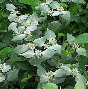 Pycnanthemum muticum - Mountain Mint - Wildflower