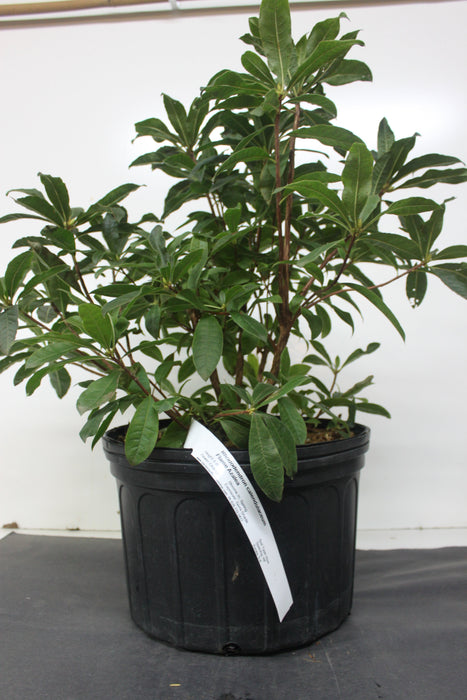 Rhododendron calendulaceum - Flame Azalea - 3 Gallon Pot -