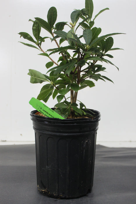 Rhododendron calendulaceum - Flame Azalea - Gallon Pot 6-8 -