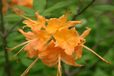 Native Azaleas