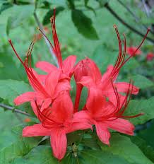 Rhododendron prunifolium - Plumleaf Azalea - Shrub