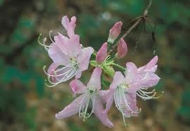 Rhododendron vaseyi - Pink Shell Azalea - Shrub