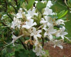 Rhododendron viscosum - Swamp Azalea - Shrub