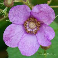 Rubus odoratus - Flowering Raspberry - Shrub