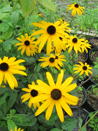 Rudbeckia fulgida - Orange Coneflower Black-eyed Susan - 