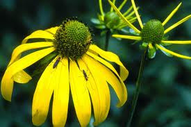 Rudbeckia laciniata - Green Headed Coneflower - Wildflower