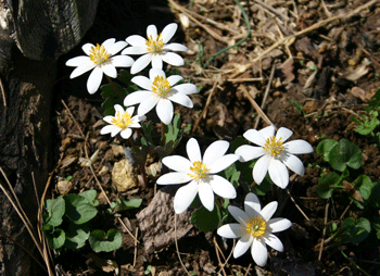 Sanguinaria canadensis - Bloodroot - Wildflower